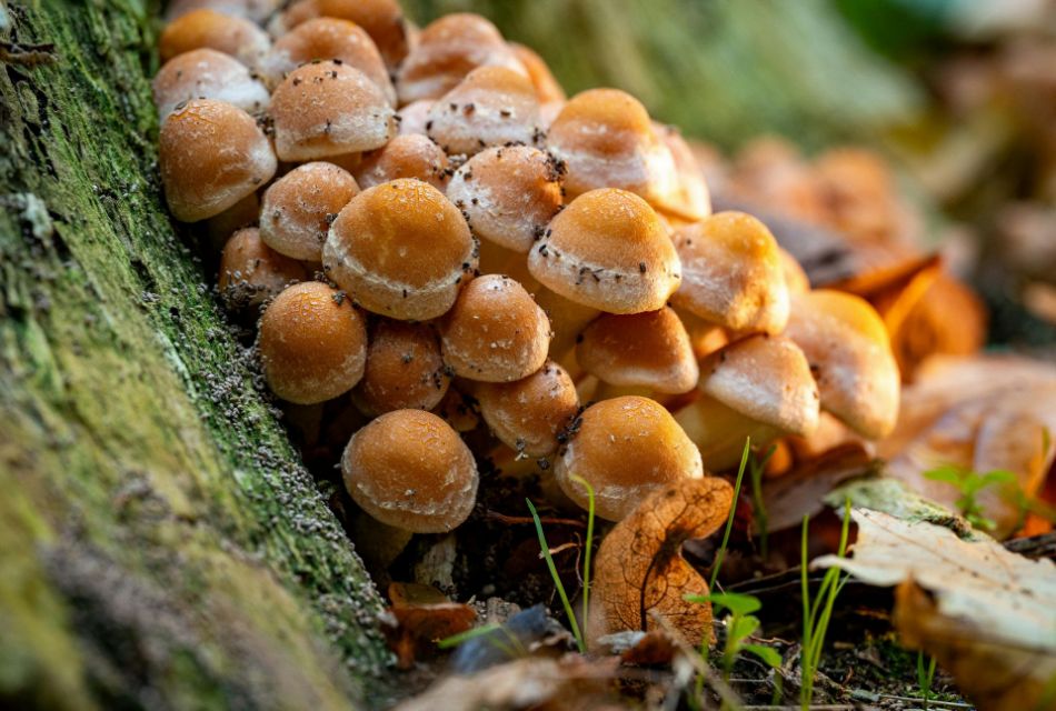 Arma biológica natural: Este hongo crece en tu jardín.